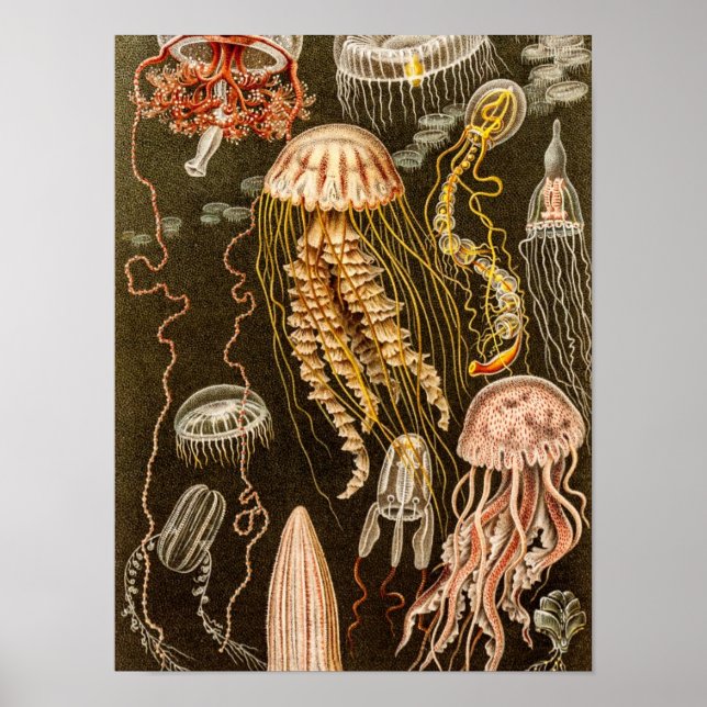Affiche Illustration de poisson d'antiquité de la méduse v (Devant)