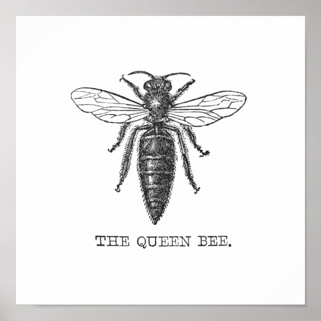 Affiche Illustration de reine abeille insecte (Devant)