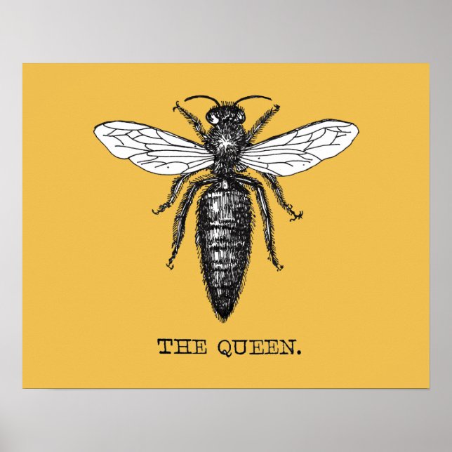 Affiche Illustration de reine abeille insecte (Devant)