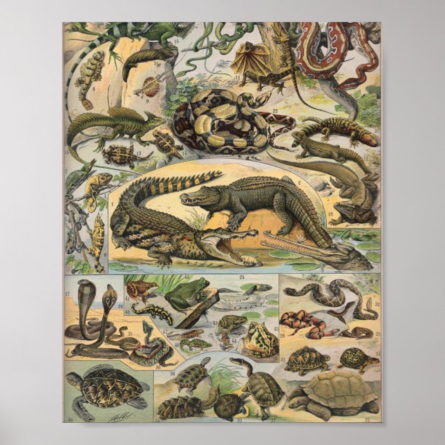 Affiche Illustration De Reptiles Par Adolphe Millot (Devant)