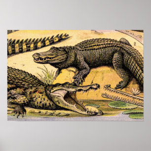 Affiche Illustration de reptiles vintage par Adolphe Millo