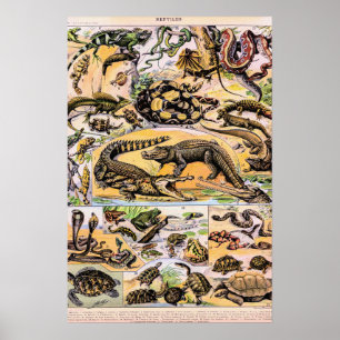 Affiche Illustration de reptiles vintage par Adolphe Millo