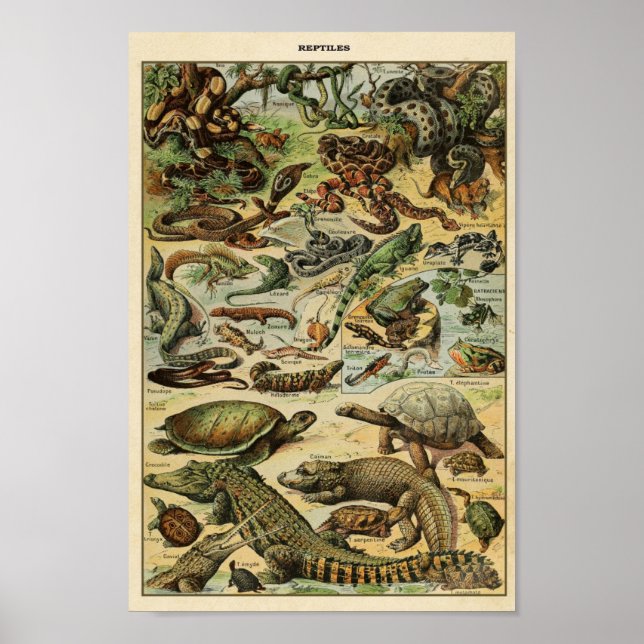Affiche Illustration de Reptiles vintages (Devant)