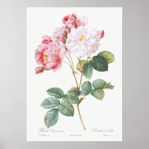Affiche Illustration de rose vintage