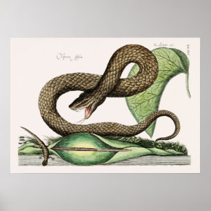 Affiche Illustration de serpent vintage