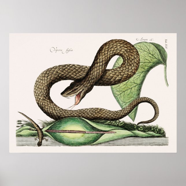Affiche Illustration de serpent vintage (Devant)
