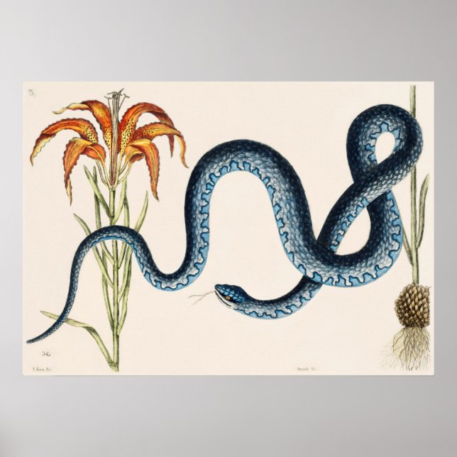 Affiche Illustration de serpent vintage (Devant)