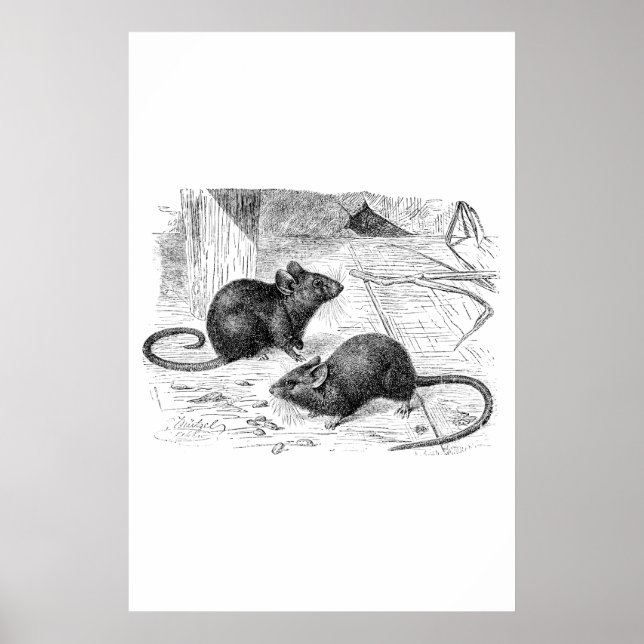 Affiche Illustration de souris rétro de souris à souris à  (Devant)