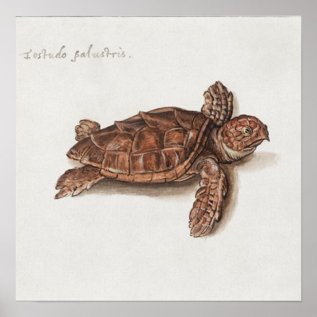 Affiche Illustration de tortue vintage (Devant)