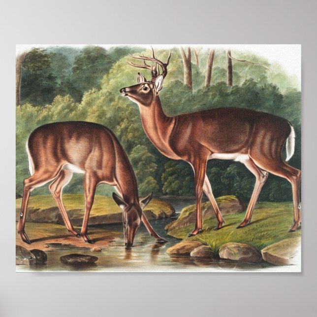Affiche Illustration de Virginian Deer (Cervus Virginianus (Devant)