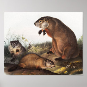 Affiche Illustration de Woodchuck (Arctomys monax)