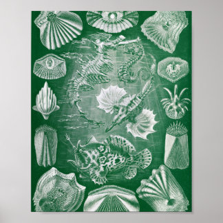 Affiche Illustration de zoologie marine de poissons osseux