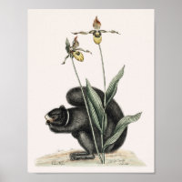 Illustration d'écureuil vintage
