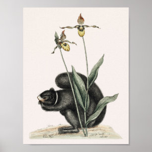 Affiche Illustration d'écureuil vintage