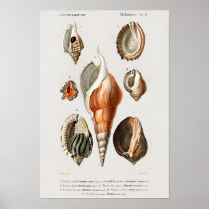 Affiche Illustration des coquillages vintages