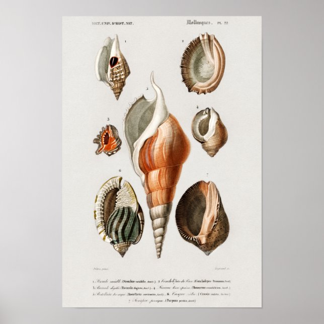 Affiche Illustration des coquillages vintages (Devant)