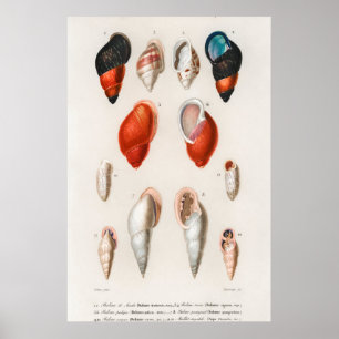 Affiche Illustration des coquillages vintages