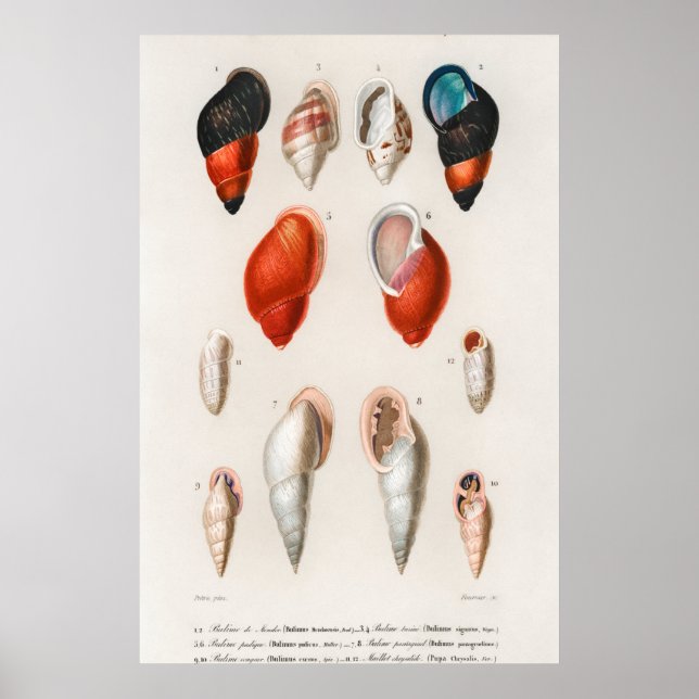 Affiche Illustration des coquillages vintages (Devant)