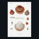Affiche Illustration des coquillages vintages<br><div class="desc">Dessin de divers coquillages</div>