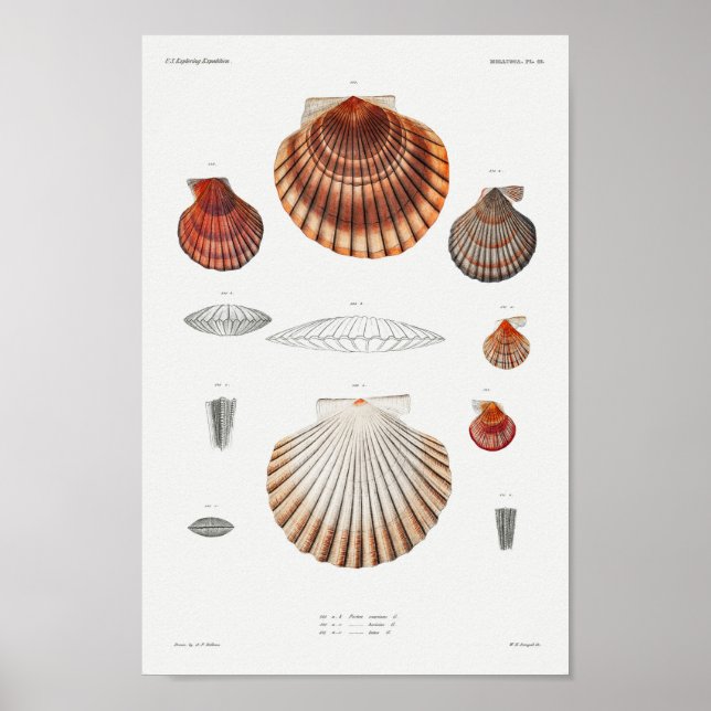 Affiche Illustration des coquillages vintages (Devant)