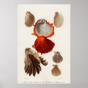 Affiche Illustration des coquillages vintages