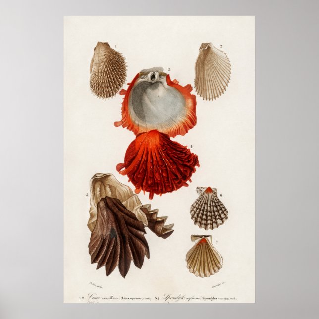Affiche Illustration des coquillages vintages (Devant)