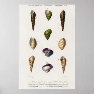 Affiche Illustration des coquillages vintages
