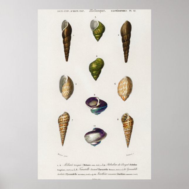 Affiche Illustration des coquillages vintages (Devant)