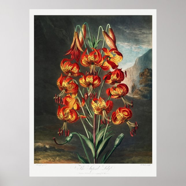 Affiche Illustration des fleurs 4 (Devant)