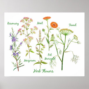 Affiche Illustration des fleurs d'herbe d'aquarelle