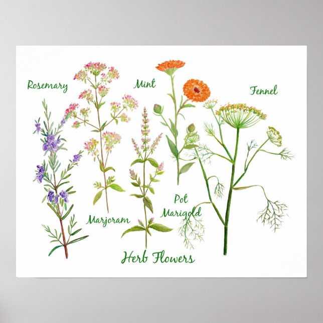 Affiche Illustration des fleurs d'herbe d'aquarelle (Devant)