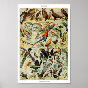 Affiche Illustration des oiseaux Vintages