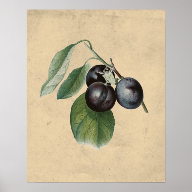 Affiche Illustration des prunes vintages (Devant)