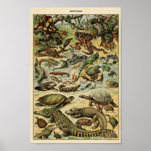 Affiche Illustration des reptiles Vintages