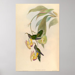 Affiche Illustration d'Eutoxeres vintage Aquila Hummingbir