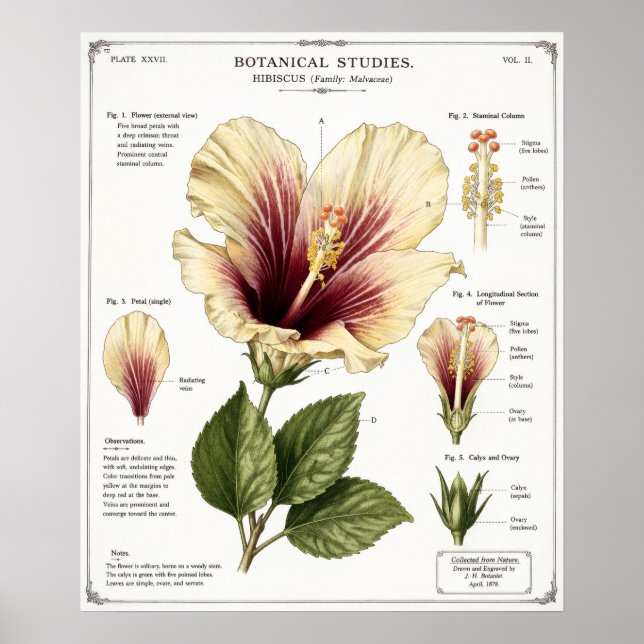 Affiche Illustration d'Hibiscus | Art floral anatomique vi (Devant)