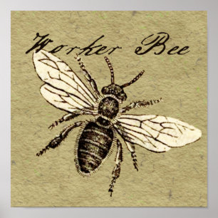 Affiche Illustration d'insecte abeille ouvrière