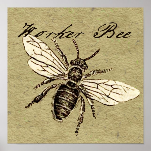 Affiche Illustration d'insecte abeille ouvrière (Devant)