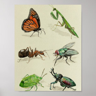 Affiche illustration d'insecte, naturaliste et