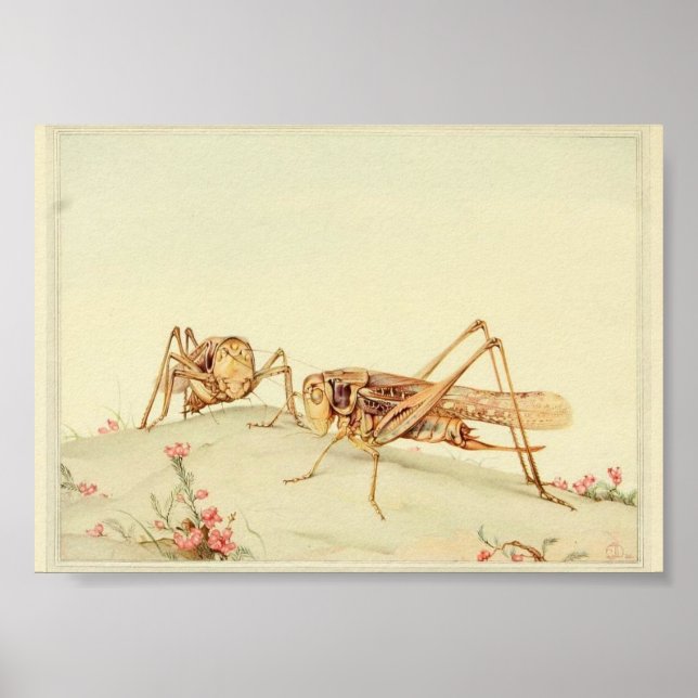Affiche Illustration d'insectes vintages (Devant)