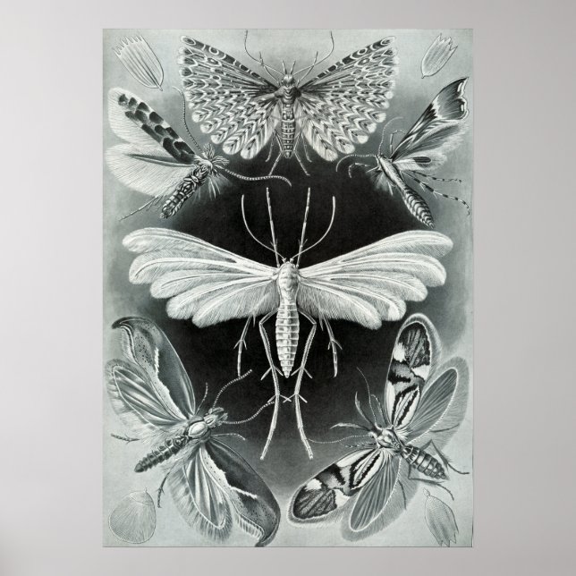 Affiche Illustration d'insectes vintages (Devant)