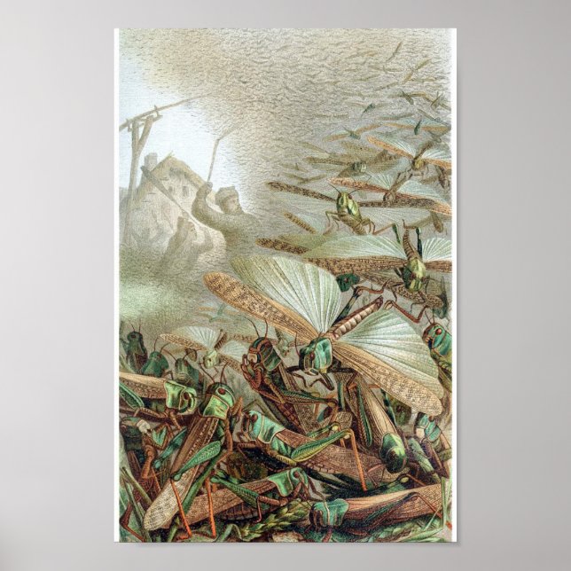 Affiche Illustration d'insectes vintages (Devant)