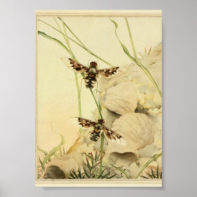 Affiche Illustration d'insectes vintages (Devant)