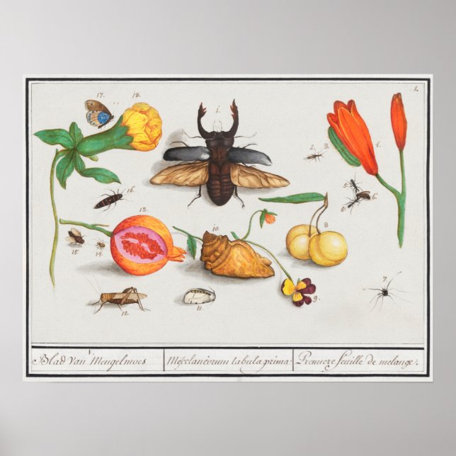 Affiche Illustration d'insectes vintages (Devant)