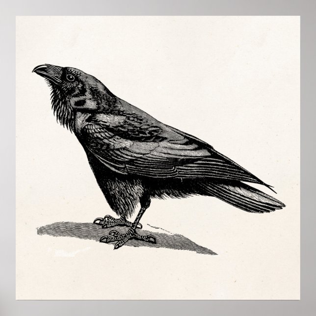 Affiche Illustration d'oiseau-noir du corbeau vintage (Devant)