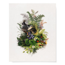 illustration d'oiseau vintage