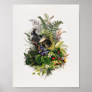 Affiche illustration d'oiseau vintage