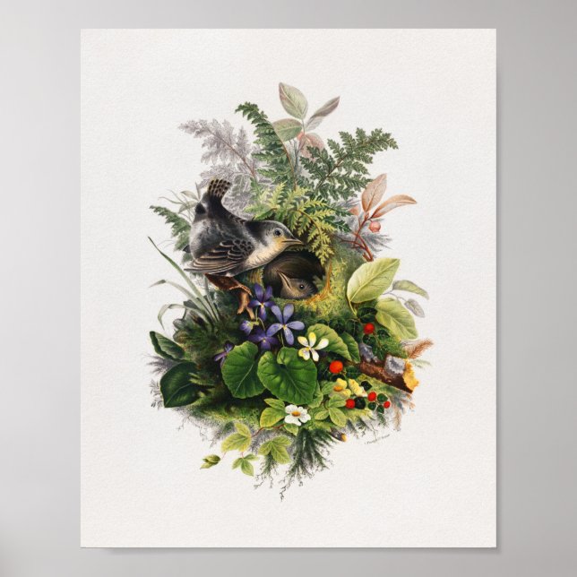 Affiche illustration d'oiseau vintage (Devant)