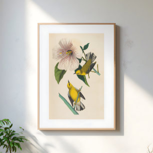 Affiche Illustration d'oiseaux jaunes vintage sur fleur