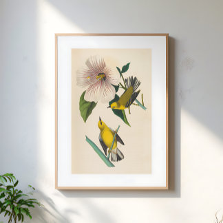 Affiche Illustration d'oiseaux jaunes vintage sur fleur